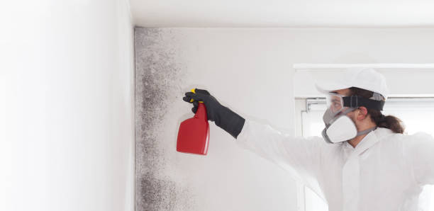 Professional Mold Removal in Hilliard, OH