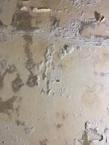Best Emergency Mold Removal  in Hilliard, OH