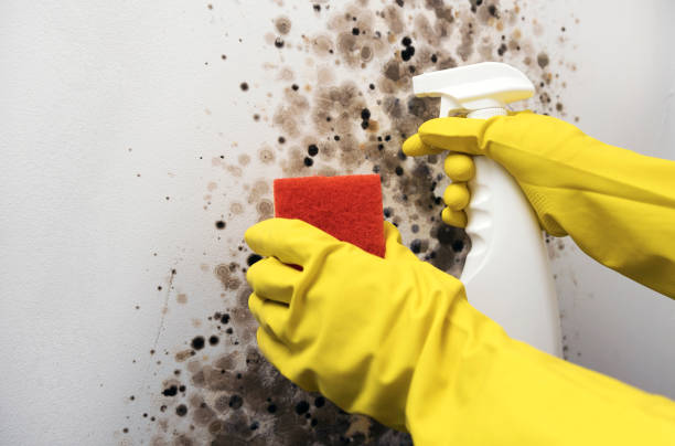 Best Mold Removal Near Me  in Hilliard, OH