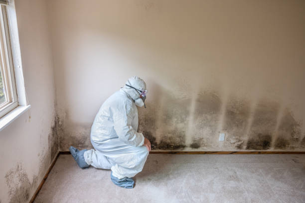 Best Professional Mold Removal  in Hilliard, OH