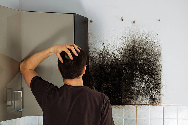 Best Toxic Mold Removal  in Hilliard, OH