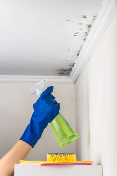 Best Toxic Mold Removal  in Hilliard, OH